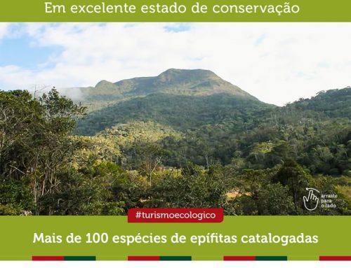 Estudo aponta excelente estado de conservação da RPPN Alto da Boa Vista, na Serra do Relógio